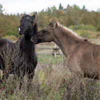 20211017-indigenous-autumn-ojibwe-horses-2-scaled