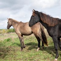 20211017-indigenous autumn ojibwe horses - Sandy Sharkey